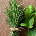 Ramas de romero y hojas de menta frescas